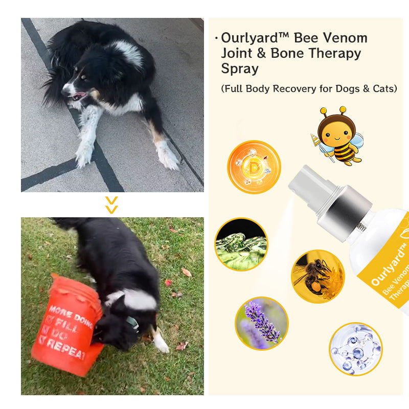 Ourlyard™ Bee Venom Joint & Bone Therapy Spray (Full Body Recovery for Dogs & Cats)